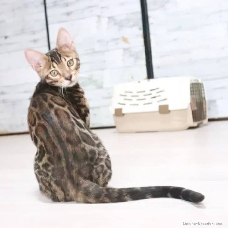 ID：2302-01337の子猫