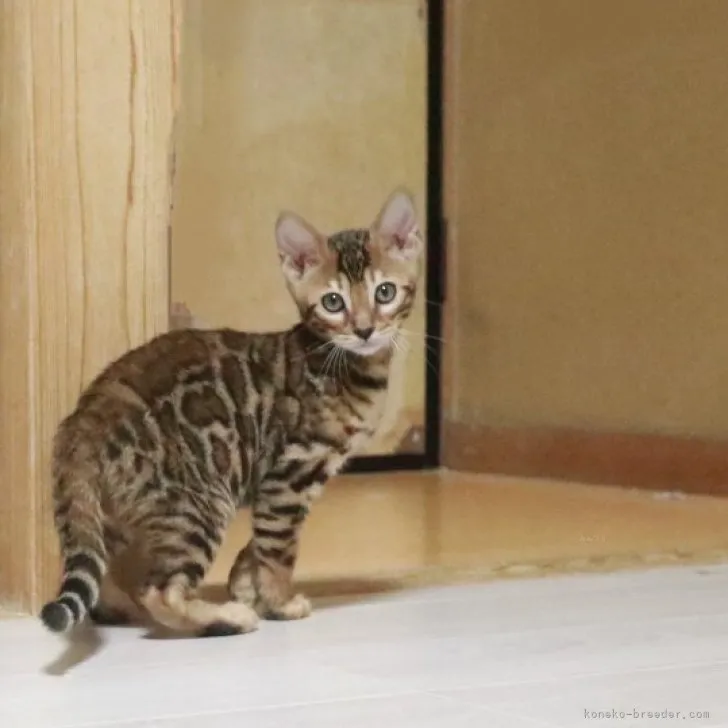 ID：2309-00756の子猫