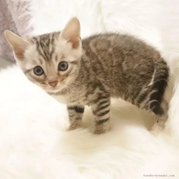 ID:2302-01322の子猫
