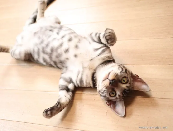 ID:1905-01513の子猫