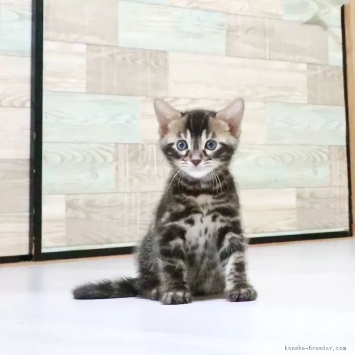 ヒロさん 様のお迎えした子猫