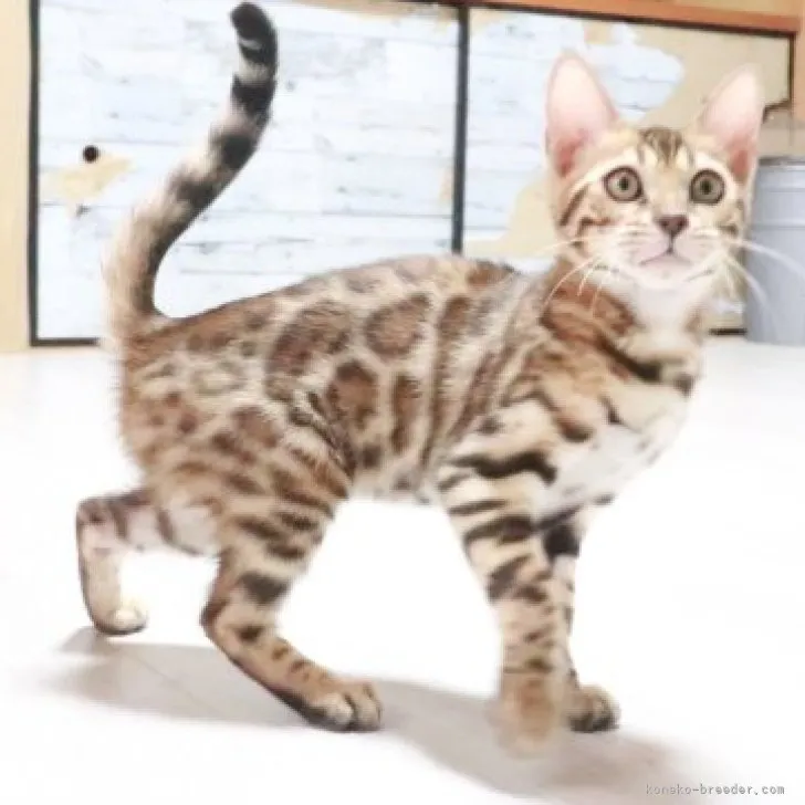 ID:2305-02828の子猫