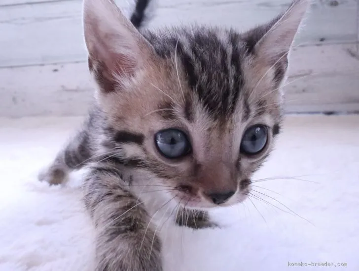 ID：1909-01752の子猫