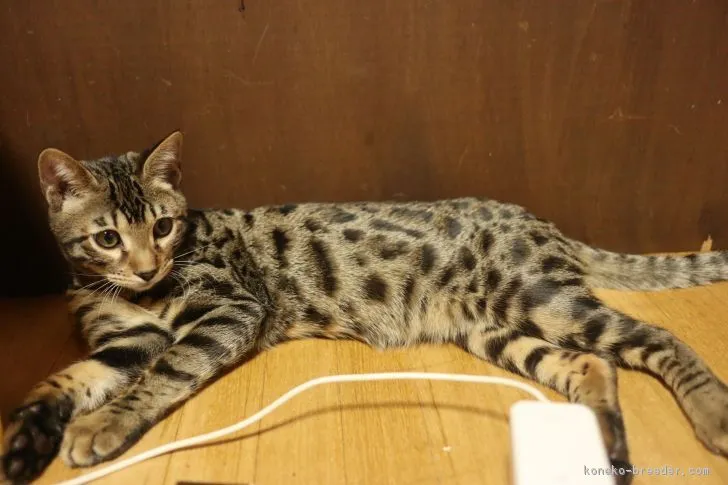 ID:1810-01076の子猫