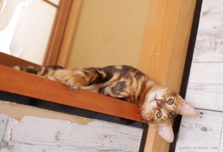 ID:2203-00290の子猫