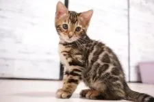 ベンガル【京都府・男の子・2022年1月29日・ブラウンスポテッドタビー(ロゼット)】の写真1