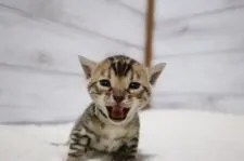 ベンガル【京都府・男の子・2020年3月9日・ブラウンスポテッドタビー(ロゼット)】の写真1