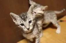 ベンガル【京都府・男の子・2018年9月5日・シルバースポテッドタビー】の写真1