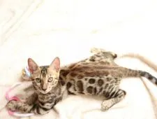ベンガル【京都府・男の子・2019年5月1日・ブラウンスポテッドタビー】の写真2