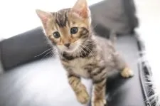 ベンガル【京都府・男の子・2022年1月29日・ブラウンスポテッドタビー(ロゼット)】の写真5