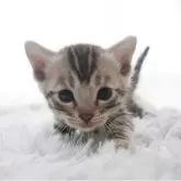 ベンガル