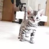 ベンガル