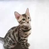 ベンガル