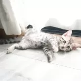 ベンガル