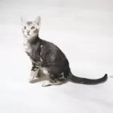 ベンガル【京都府・男の子・2024年11月23日・シルバーマーブル】の写真1