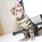 ベンガル