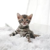 ベンガル