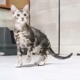 ベンガル【京都府・男の子・2024年11月23日・シルバーマーブル】の写真2