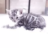 ベンガル【京都府・男の子・2026年1月12日・ブラックシルバースポテッドタビー(ロゼット)】の写真2