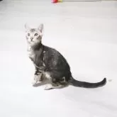 ベンガル【京都府・男の子・2024年11月23日・シルバーマーブル】の写真3