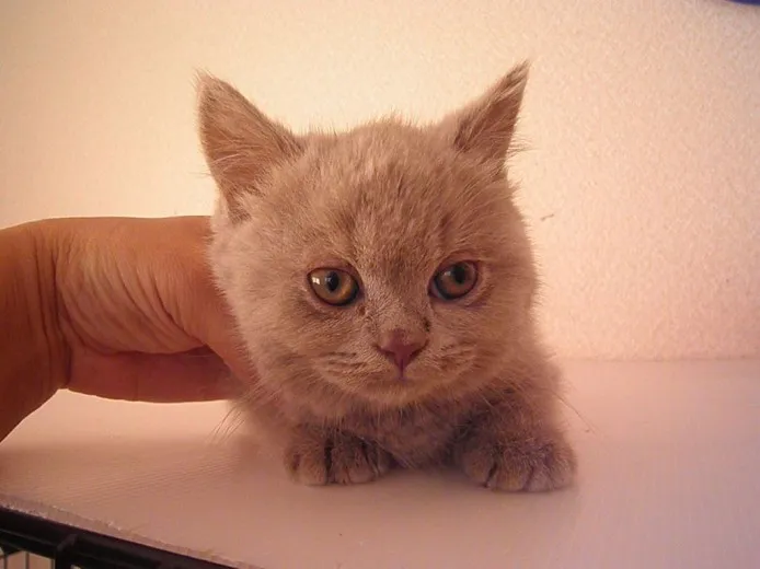 ID：1403-00113の子猫