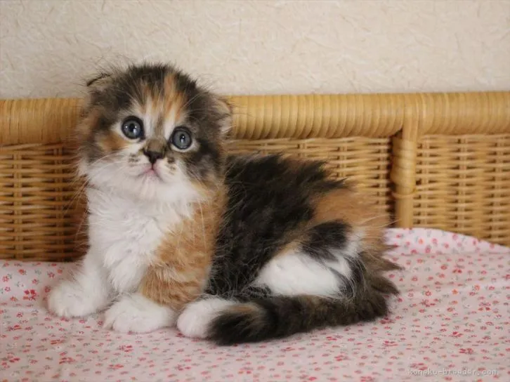 金子 里美 様のお迎えした子猫