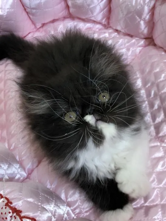 ID：2006-00273の子猫