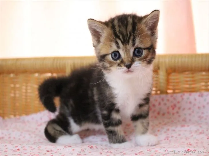 ID：1603-00060の子猫