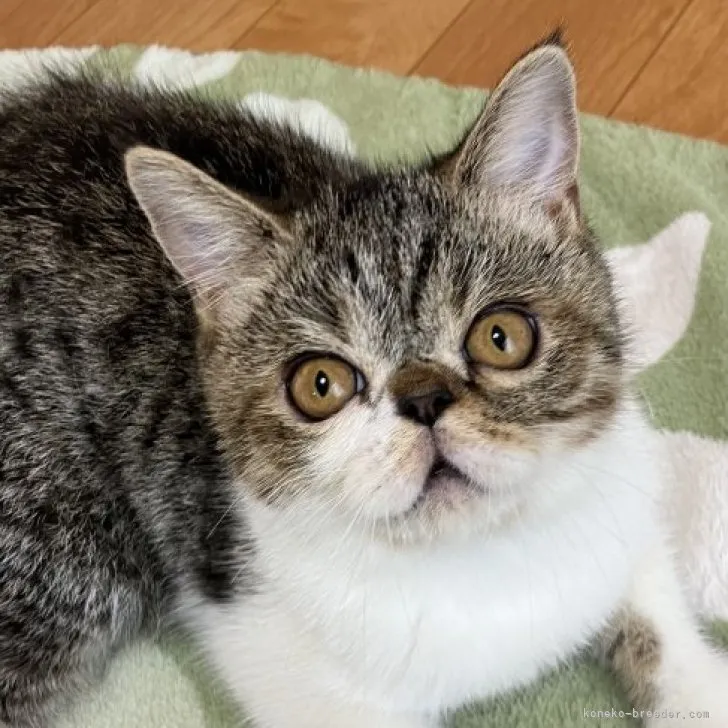 ID：2306-00283の子猫