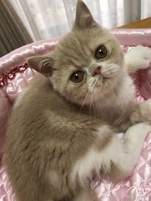 ID:2105-00371の子猫