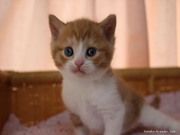 ID：1603-00059の子猫