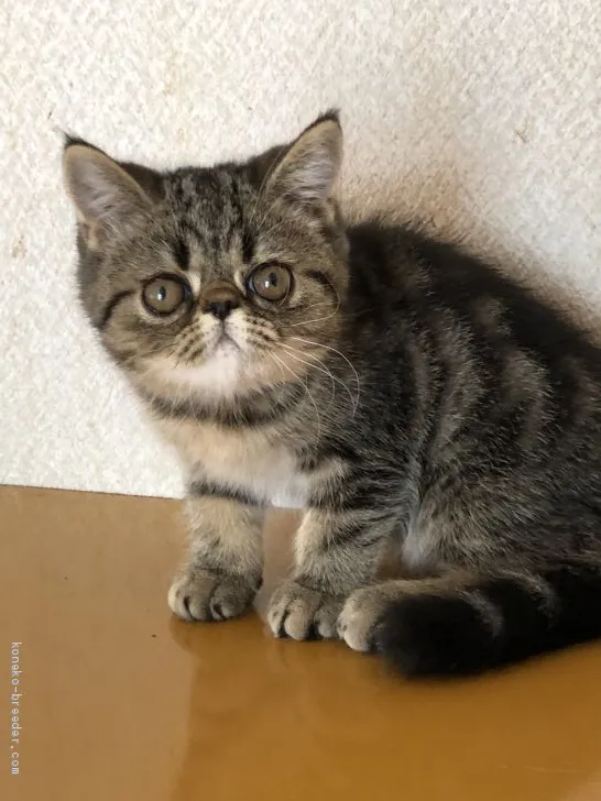 ID:1907-00488の子猫