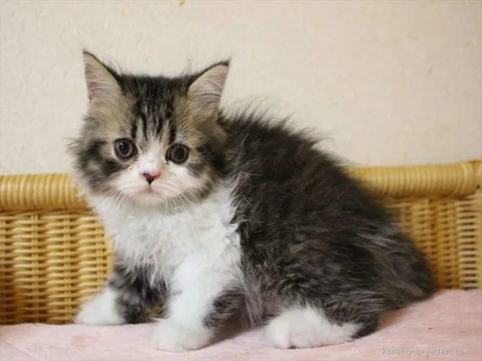 ID：1509-00110の子猫