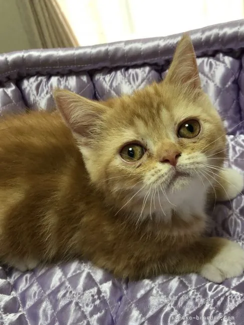 ID：2105-00369の子猫