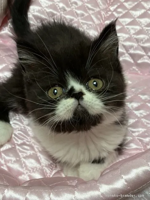 ID:2205-03043の子猫