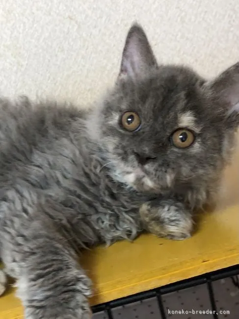 ID：2106-02682の子猫