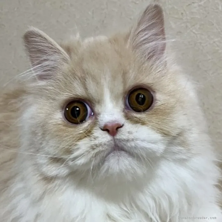 ID：2301-02125の子猫