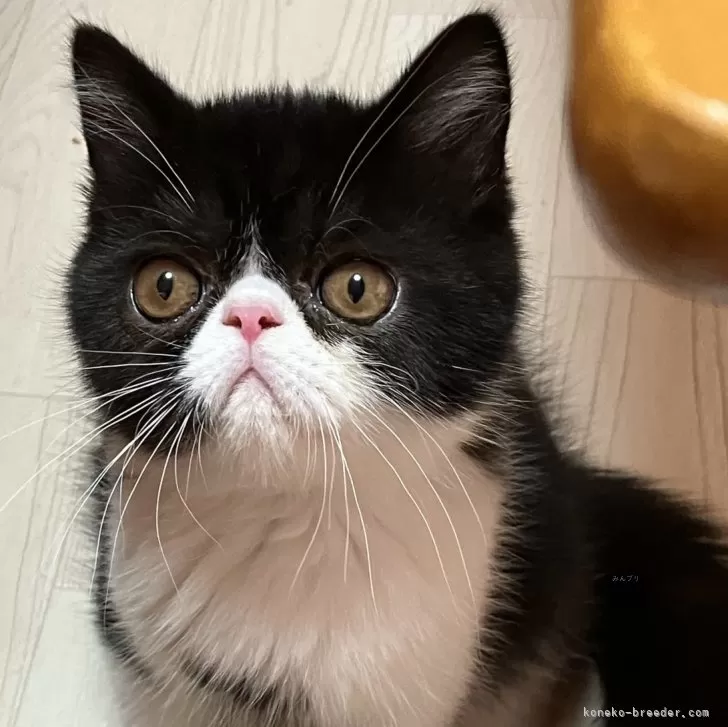 うに 様のお迎えした子猫