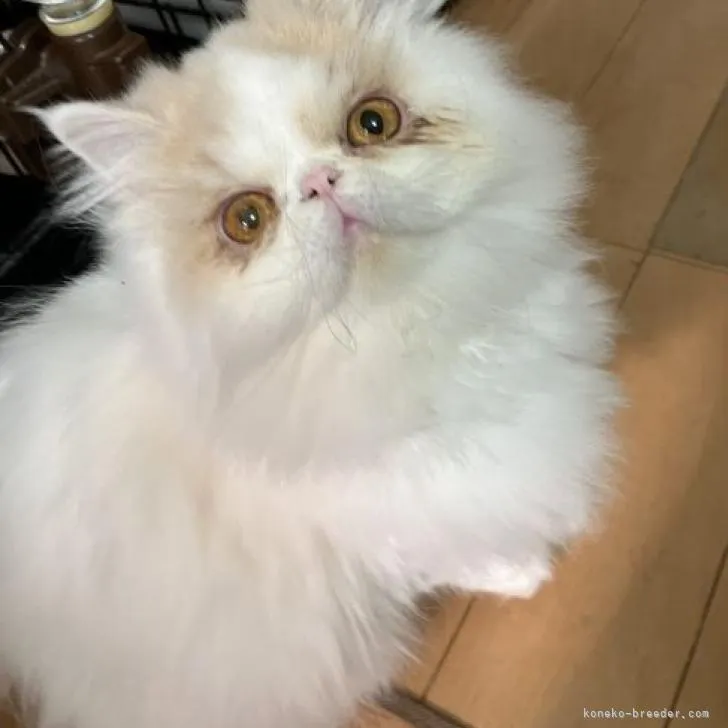 ID：2211-00300の子猫