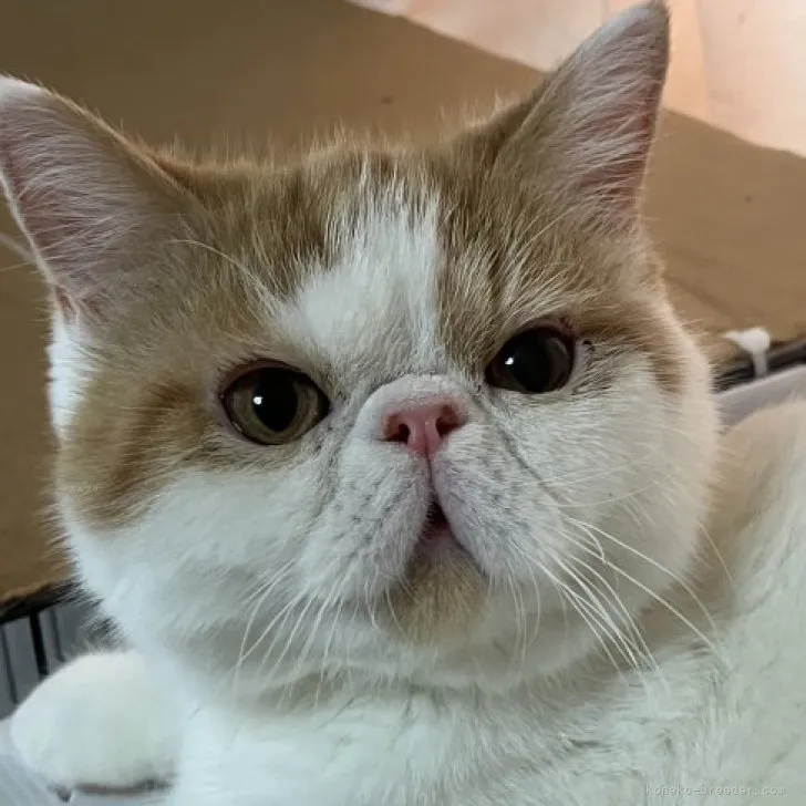 ID:2309-00820の子猫