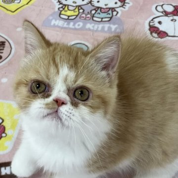 エキゾチックショートヘア【埼玉県・女の子・2024年5月17日・レッドマッカレルタビー&ホワイト】の写真「甘えん坊」