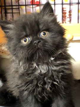 セルカークレックス【埼玉県・女の子・2020年2月24日・ブラック（直毛　ロングヘア）】の写真「ブルーの直毛ちゃん」