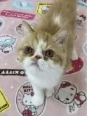 エキゾチックショートヘア【埼玉県・女の子・2024年5月17日・】の写真4