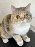 セルカークレックス【埼玉県・女の子・2022年11月6日・】の写真5
