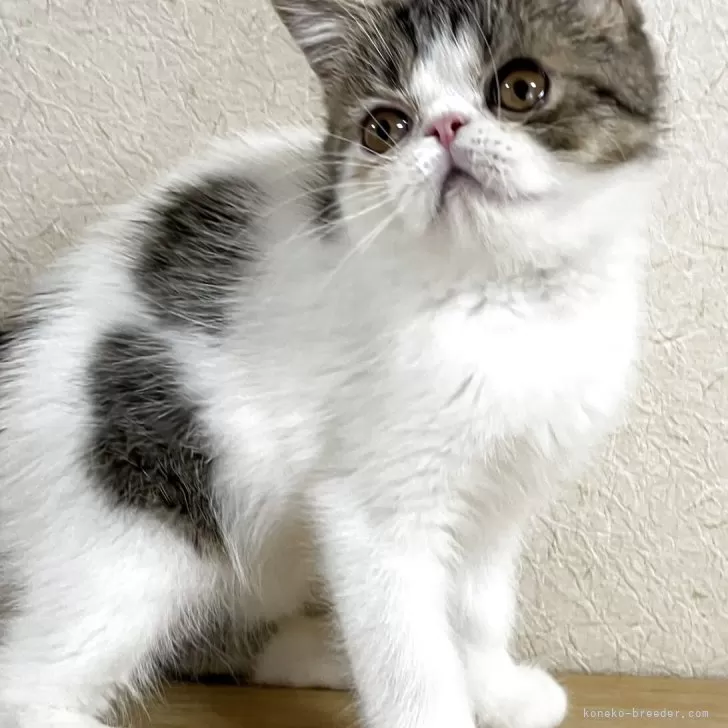 E 様のお迎えした子猫