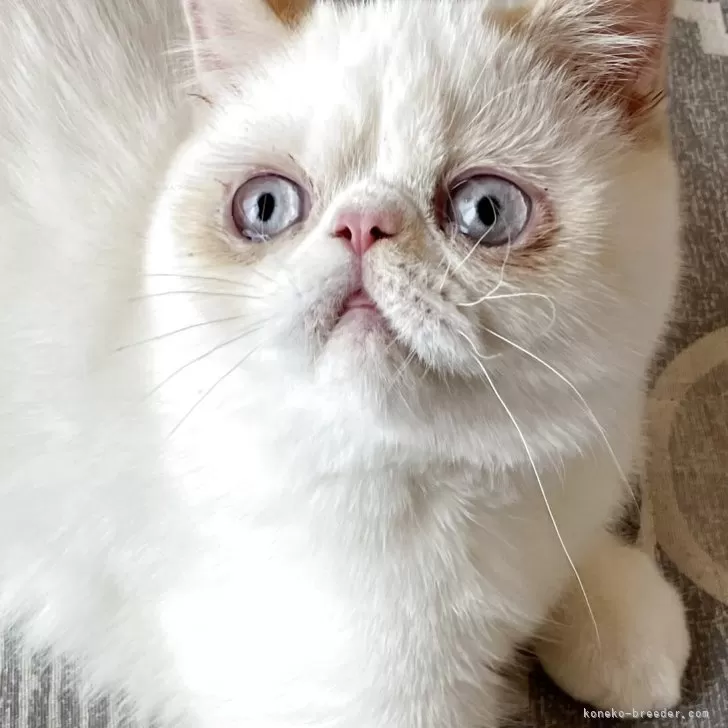 ID：2508-00735の子猫