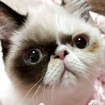 エキゾチックショートヘア【埼玉県・女の子・2025年4月23日・トーティ&ホワイト】の写真「ユニークなカラーの子」