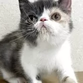 エキゾチックショートヘア