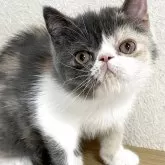 エキゾチックショートヘア