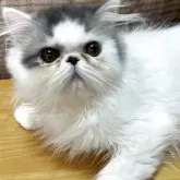 エキゾチックショートヘア